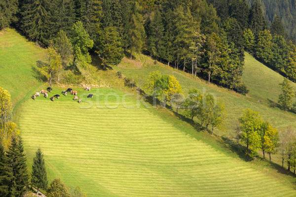 Herd of cows in Dolomites, European Alps, Italy Stock photo © fisfra