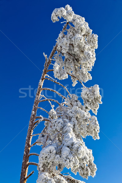 Snow-capped fir tree in Black Forest, Kaltenbronn, Germany Stock photo © fisfra