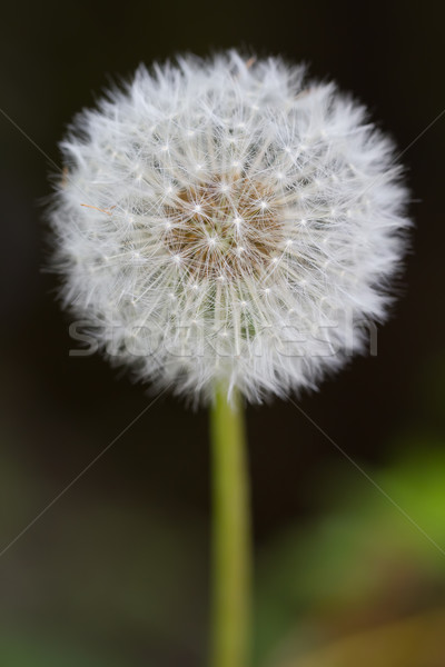 Common Dandelion (lt. Taraxacum sect. Ruderalia) Stock photo © fisfra