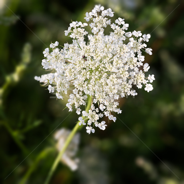 Common Yarrow (lat. Achillea millefolium) with green background Stock photo © fisfra