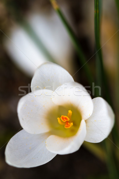 Blooming white Crocus (lat. Crocus) with green background Stock photo © fisfra