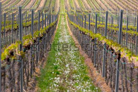 Vineyard in Pfalz, Germany Stock photo © fisfra