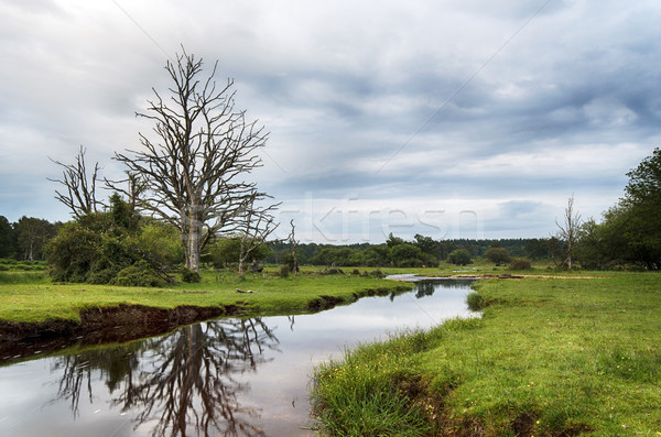 Stock photo: Mill Lawn Brook in the New Forest