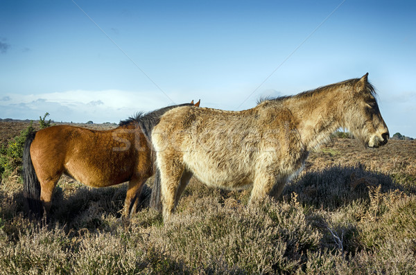 New Forest Ponies Stock photo © flotsom