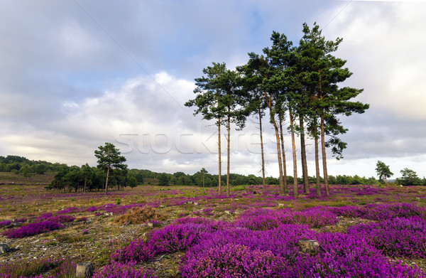 Summer Heather and Pine Trees Stock photo © flotsom