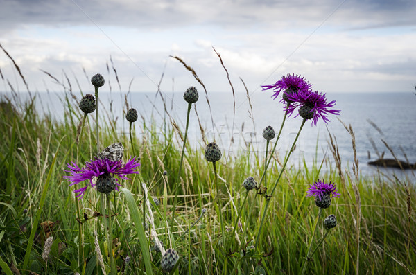 Greater Knapweed Stock photo © flotsom