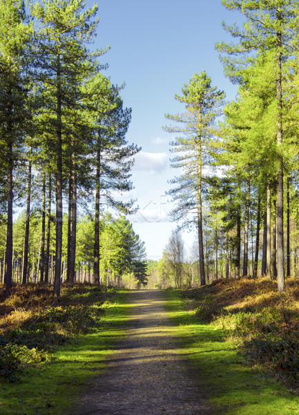 Forest Path Stock photo © flotsom