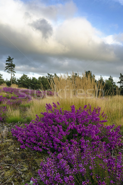 Bell Heather and Grasses Stock photo © flotsom