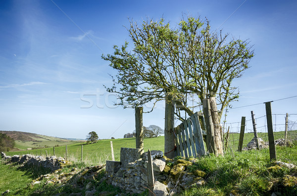 Dorset Countryside Stock photo © flotsom