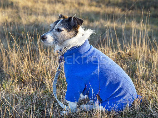 Hund tragen Jack Russell Terrier blau Gesicht Tier Stock foto © flotsom