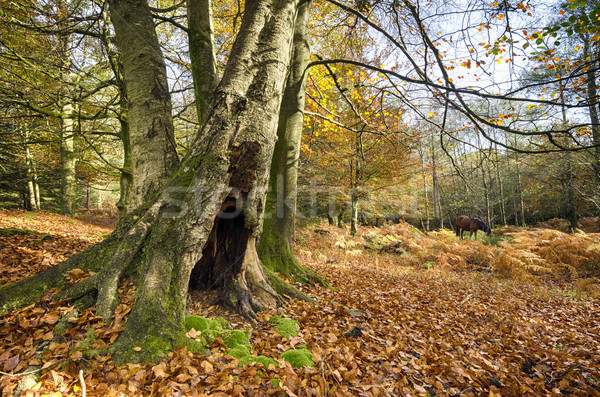 Autumn in the New Forest Stock photo © flotsom