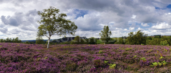 Stock photo: Purple Heather in Bloom in the New Forest