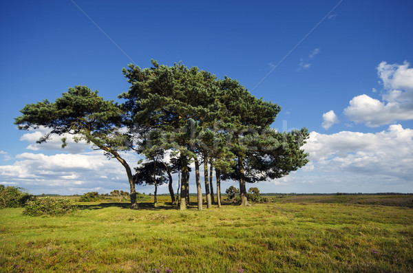 Scots Pine Trees Stock photo © flotsom