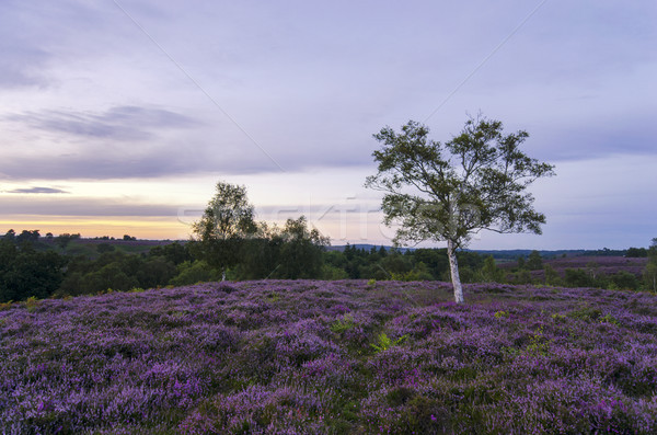 Stock photo: New Forest Heather in Bloom