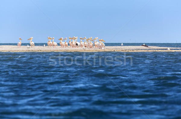 Rózsaszín sereg légy víz óceán madár Stock fotó © fogen