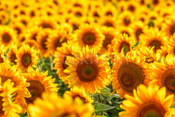 Blooming sunflower. Stock photo © fogen