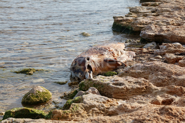 死んだ イルカ 犠牲者 嘘 海岸 ビーチ ストックフォト © fogen