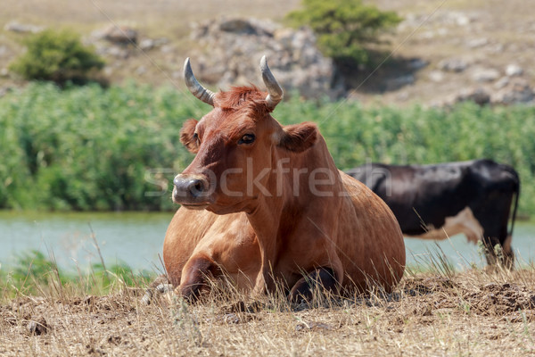 Stock photo: cow lying in a pasture