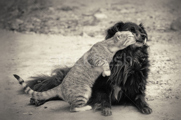 Kiss kot całując psa sepia miłości Zdjęcia stock © fogen