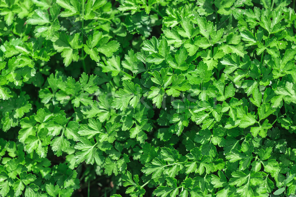 Parsley Stock photo © fogen