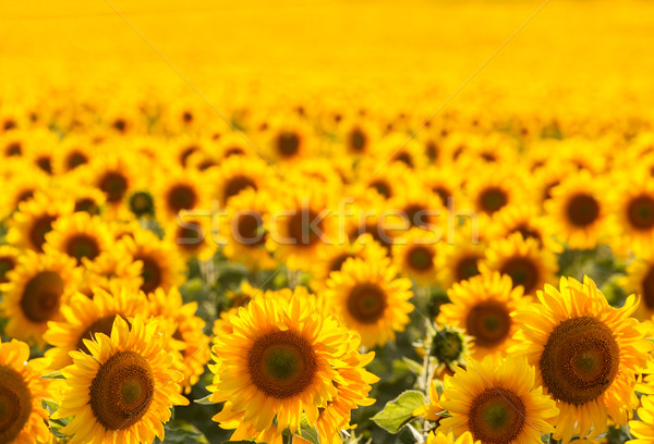 Sunflower field, backlit. Stock photo © fogen