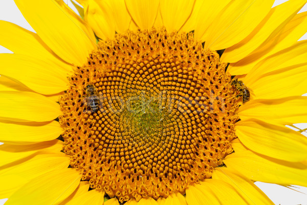 Foto d'archivio: Miele · api · girasole · fiore · primo · piano · naturale