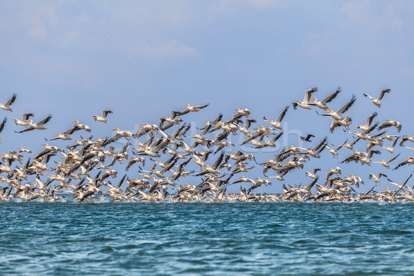 migration of pelicans Stock photo © fogen