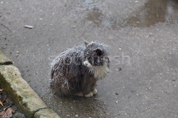 Hajléktalan macska utca ül hó díszállatok Stock fotó © fogen
