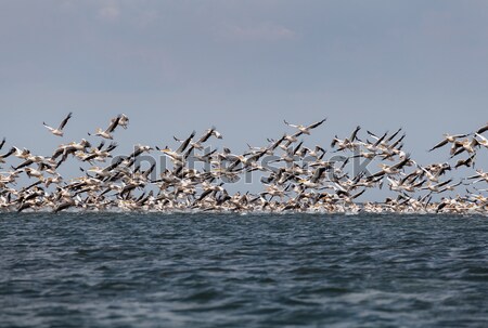 Flock of migratory birds Stock photo © fogen