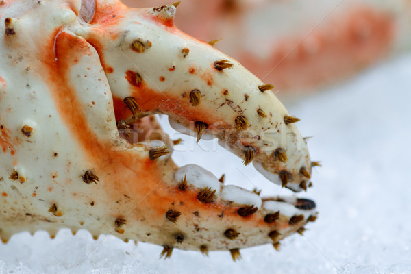 Fresh seafood in fish market Stock photo © fogen