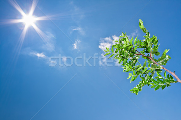 小さな ツリー 晴れた 空 手 春 ストックフォト © fogen