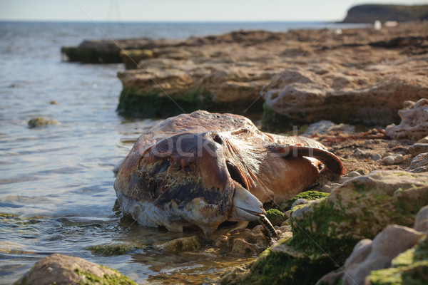 Dumped on the land Bottlenose dolphin Stock photo © fogen