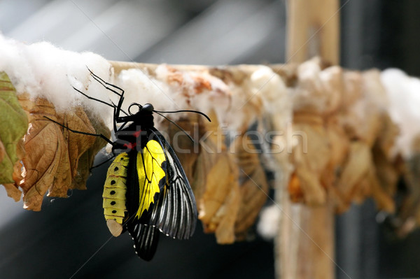 Butterfly Farm Stock photo © fogen