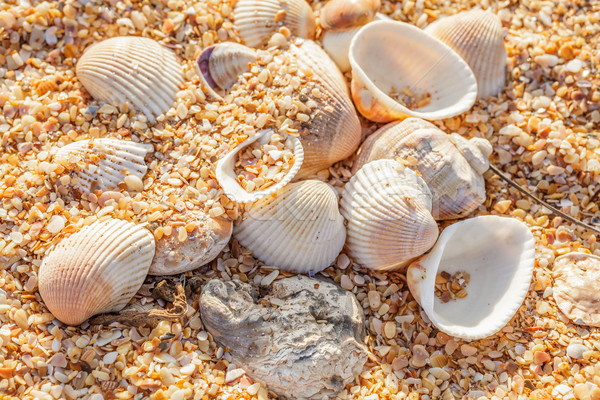 Powłoki piasek na plaży muszle morza wybrzeża Zdjęcia stock © fogen