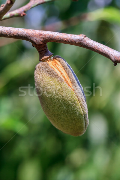 Ripe almonds closeup Stock photo © fogen