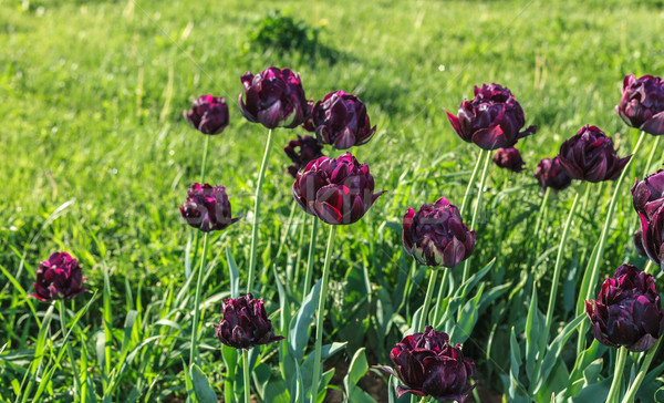 Tulips Stock photo © fogen
