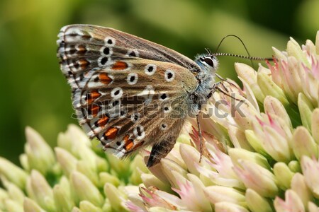 Butterfly on a flowering plant Stock photo © fogen