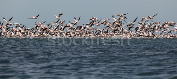 migration of pelicans Stock photo © fogen