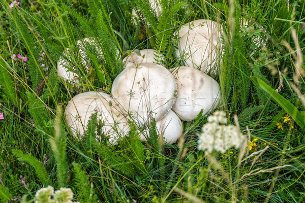 Vad gomba közelkép gombák rejtőzködik zöld fű Stock fotó © fogen
