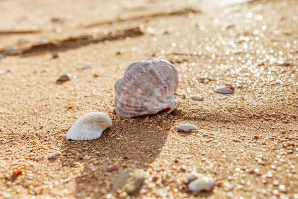 Shell Rapana venosa Stock photo © fogen
