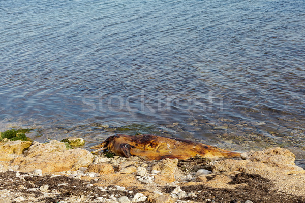 Dumped on the land  dolphin Stock photo © fogen