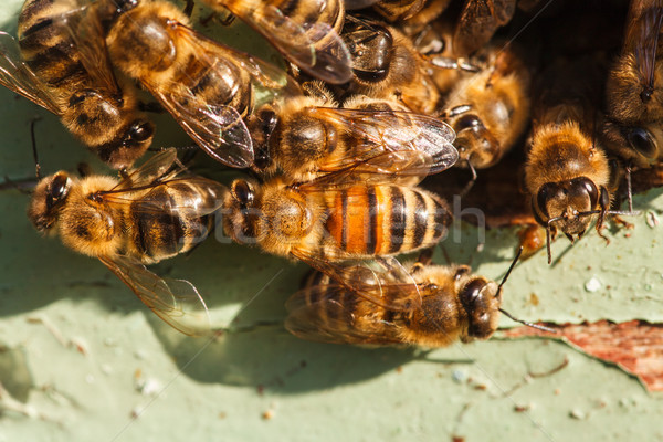 Stock photo: honey bees at the entrance to the hive