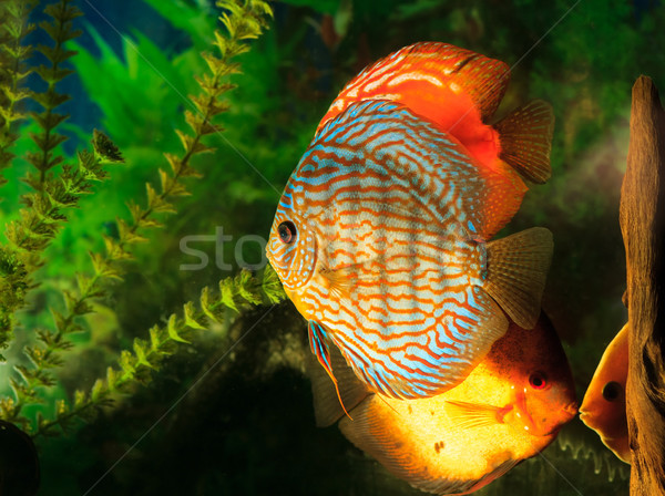 Słodkowodnych dysk ryb amazon Zdjęcia stock © fogen