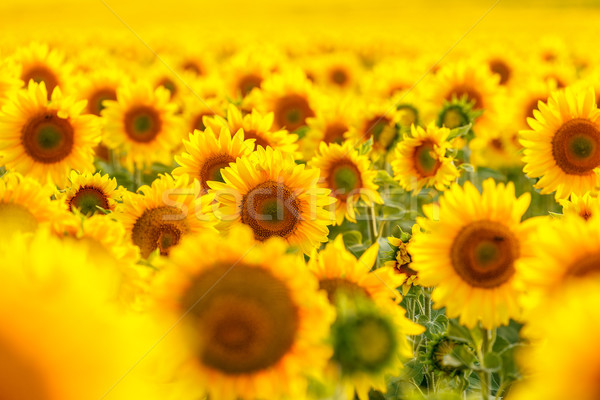 Stock photo: Sunflower field, backlit.