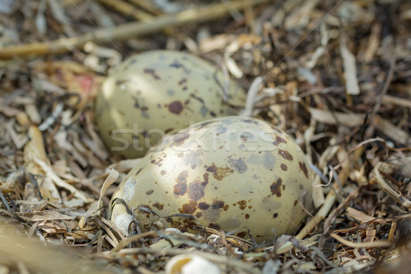 Colorful gull eggs in a nest, close-up Stock photo © fogen