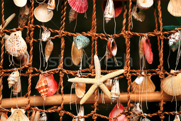 panel of the shells of marine molluscs Stock photo © fogen