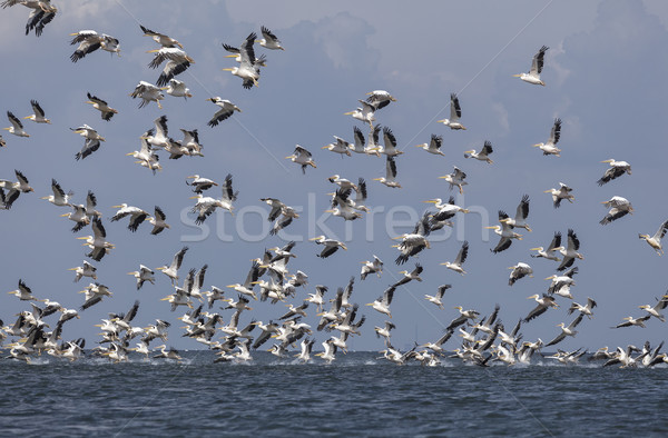 migration of pelicans Stock photo © fogen