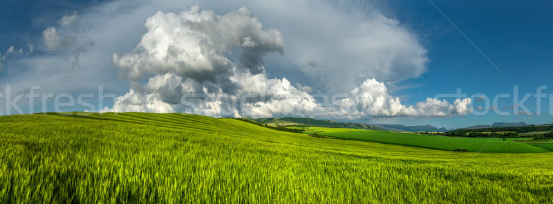 Panoráma búza mezők búzamező felhős égbolt Stock fotó © fogen