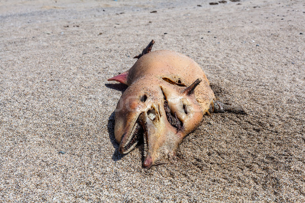 ストックフォト: 死んだ · イルカ · 嘘 · 海岸 · 犠牲者 · 自然