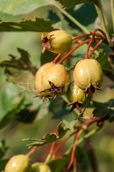 Hawthorn fruits ripen closeup Stock photo © fogen